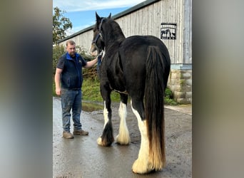 Shire Horse, Caballo castrado, 3 años