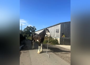 Shire Horse, Caballo castrado, 3 años