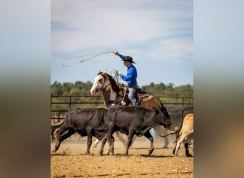 Shire Horse Mestizo, Caballo castrado, 4 años, 160 cm, Buckskin/Bayo