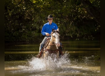 Shire Horse Mestizo, Caballo castrado, 4 años, 160 cm, Buckskin/Bayo