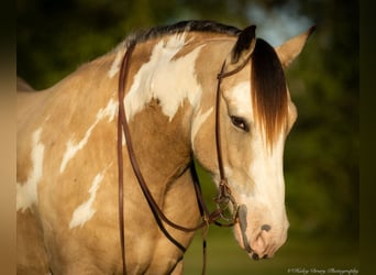 Shire Horse Mestizo, Caballo castrado, 4 años, 160 cm, Buckskin/Bayo