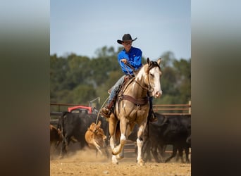 Shire Horse Mestizo, Caballo castrado, 4 años, 160 cm, Buckskin/Bayo