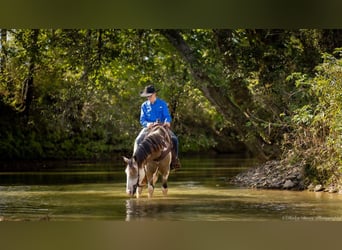 Shire Horse Mestizo, Caballo castrado, 4 años, 160 cm, Buckskin/Bayo