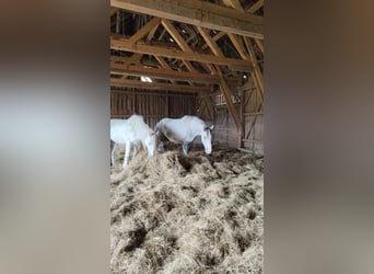 Shire Horse, Caballo castrado, 4 años, 180 cm, Tordo