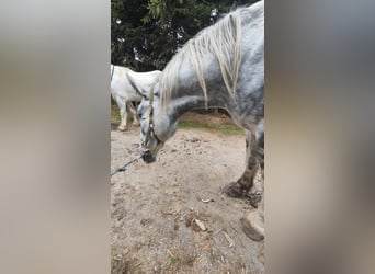 Shire Horse, Caballo castrado, 4 años, 180 cm, Tordo