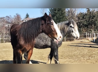 Shire Horse, Caballo castrado, 4 años, 182 cm, Castaño