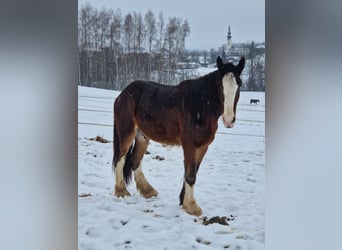 Shire Horse, Caballo castrado, 4 años, 182 cm, Castaño
