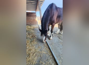 Shire Horse, Caballo castrado, 4 años, 182 cm, Castaño