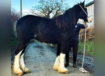 Shire Horse, Caballo castrado, 4 años