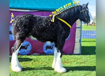 Shire Horse, Caballo castrado, 4 años