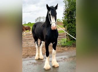 Shire Horse, Caballo castrado, 4 años