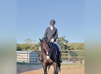 Shire Horse Mestizo, Caballo castrado, 5 años, 163 cm, Negro