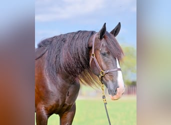 Shire Horse Mestizo, Caballo castrado, 5 años, 163 cm, Negro