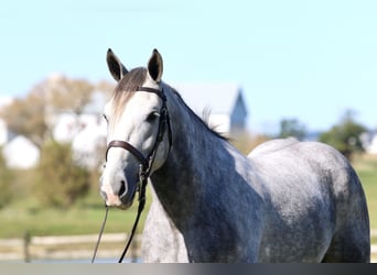 Shire Horse Mestizo, Caballo castrado, 5 años, 163 cm, Tordo