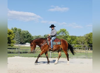 Shire Horse Mestizo, Caballo castrado, 5 años, 168 cm, Castaño rojizo