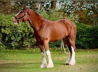 Shire Horse, Caballo castrado, 5 años, 175 cm, Castaño