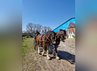 Shire Horse, Caballo castrado, 5 años, 175 cm, Castaño