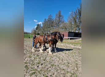 Shire Horse, Caballo castrado, 5 años, 175 cm, Castaño