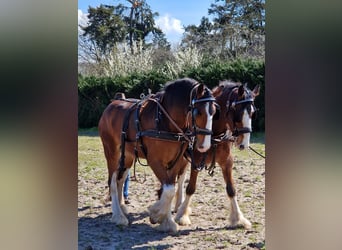 Shire Horse, Caballo castrado, 5 años, 175 cm, Castaño