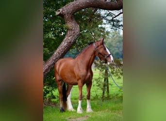 Shire Horse, Caballo castrado, 5 años, 175 cm, Castaño