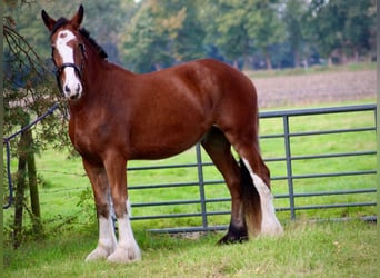 Shire Horse, Caballo castrado, 5 años, 175 cm, Castaño