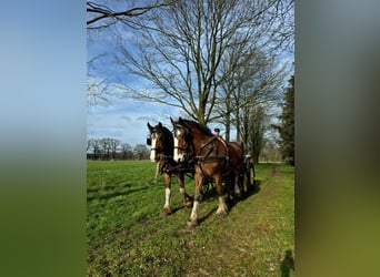 Shire Horse, Caballo castrado, 5 años, 175 cm, Castaño