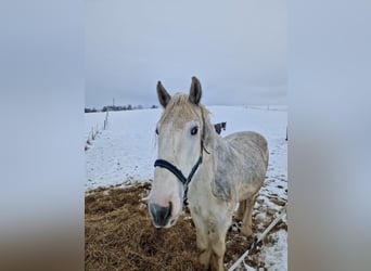 Shire Horse, Caballo castrado, 5 años, 175 cm, Tordo