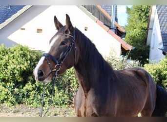 Shire Horse, Caballo castrado, 5 años, 176 cm, Castaño