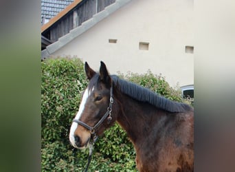 Shire Horse, Caballo castrado, 5 años, 176 cm, Castaño