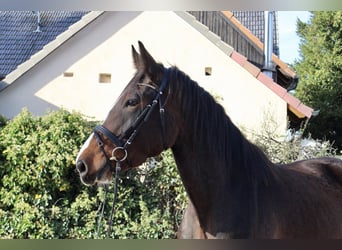 Shire Horse, Caballo castrado, 5 años, 176 cm, Castaño