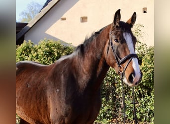 Shire Horse, Caballo castrado, 5 años, 176 cm, Castaño