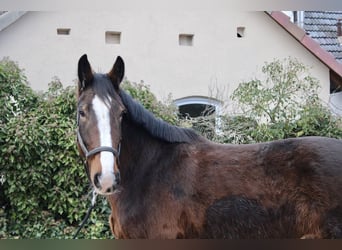 Shire Horse, Caballo castrado, 5 años, 176 cm, Castaño