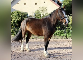 Shire Horse, Caballo castrado, 5 años, 176 cm, Castaño