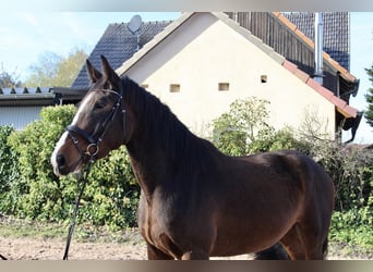 Shire Horse, Caballo castrado, 5 años, 176 cm, Castaño