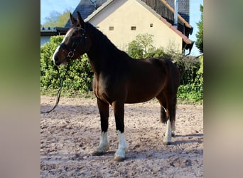 Shire Horse, Caballo castrado, 5 años, 176 cm, Castaño