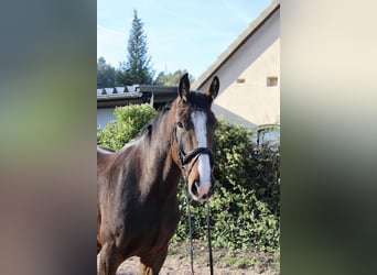 Shire Horse, Caballo castrado, 5 años, 176 cm, Castaño