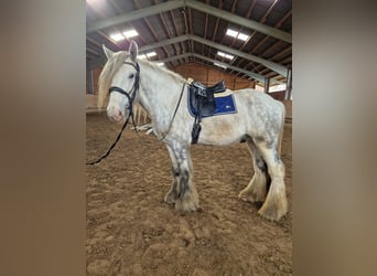 Shire Horse, Caballo castrado, 5 años, 179 cm, Tordo