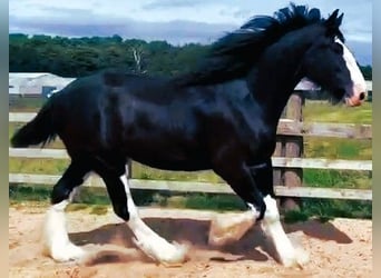 Shire Horse, Caballo castrado, 5 años