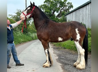 Shire Horse, Caballo castrado, 5 años