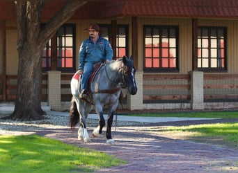 Shire Horse, Caballo castrado, 5 años, Ruano azulado