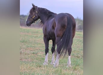 Shire Horse Mestizo, Caballo castrado, 6 años, 163 cm, Negro