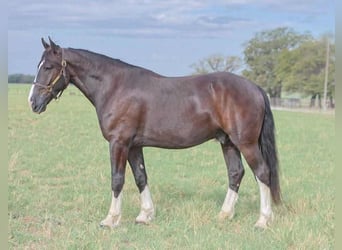 Shire Horse Mestizo, Caballo castrado, 6 años, 163 cm, Negro