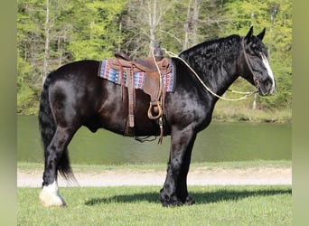 Shire Horse Mestizo, Caballo castrado, 6 años, 168 cm, Negro