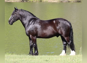 Shire Horse Mestizo, Caballo castrado, 6 años, 168 cm, Negro