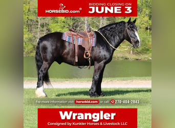 Shire Horse Mestizo, Caballo castrado, 6 años, 168 cm, Negro