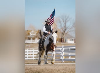 Shire Horse, Caballo castrado, 6 años, 168 cm, Tobiano-todas las-capas