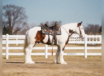 Shire Horse, Caballo castrado, 6 años, 168 cm, Tobiano-todas las-capas