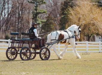 Shire Horse, Caballo castrado, 6 años, 168 cm, Tobiano-todas las-capas