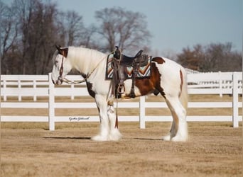 Shire Horse, Caballo castrado, 6 años, 168 cm, Tobiano-todas las-capas