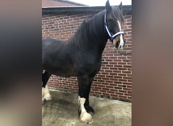 Shire Horse, Caballo castrado, 6 años, 174 cm, Castaño